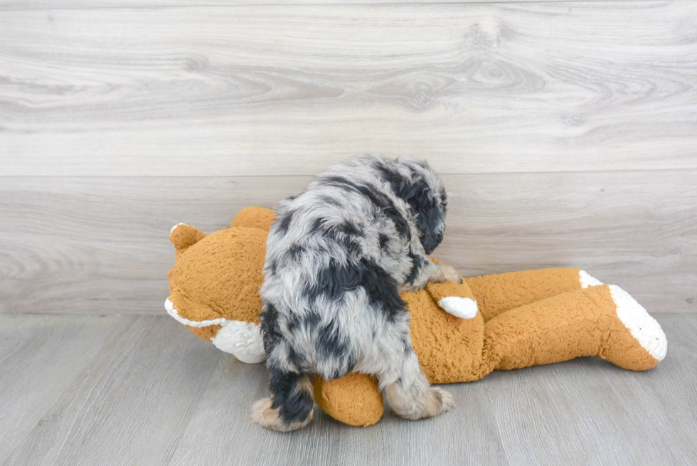 Little Aussiepoo Poodle Mix Puppy