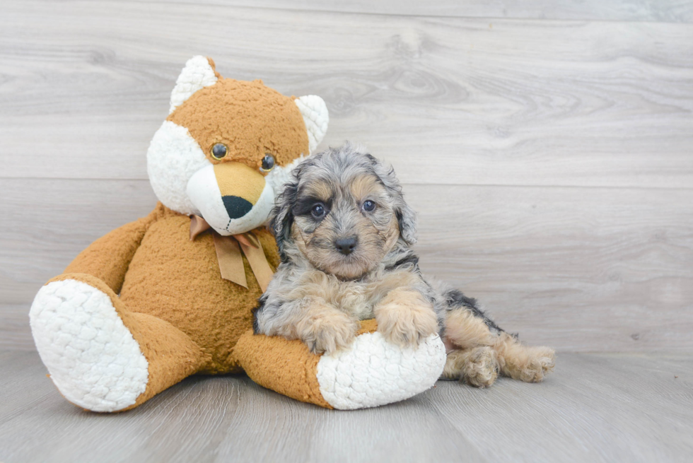 Adorable Aussiepoo Poodle Mix Puppy