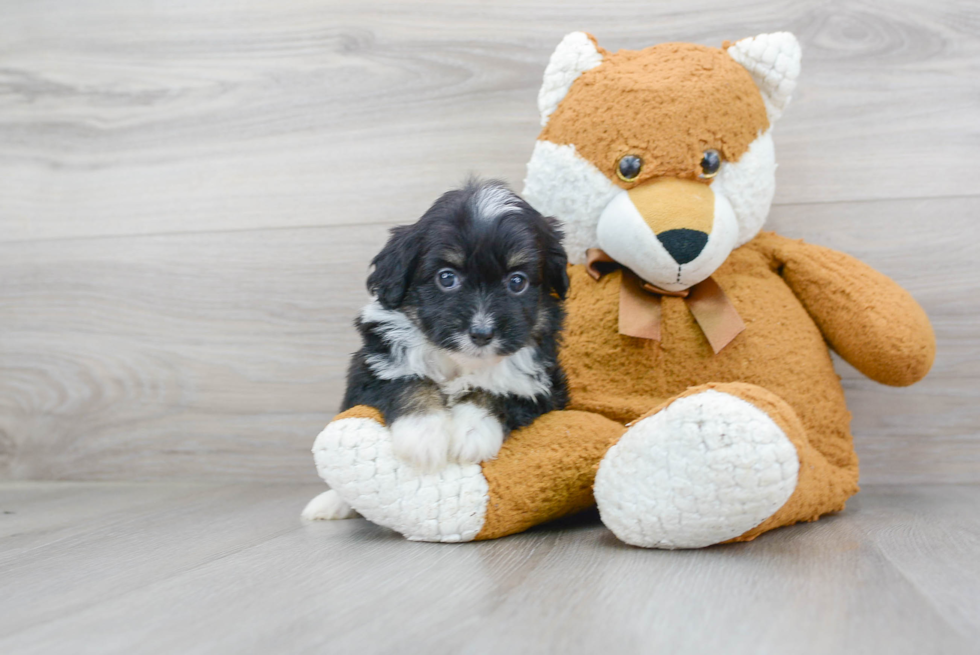 Fluffy Mini Aussiedoodle Poodle Mix Pup