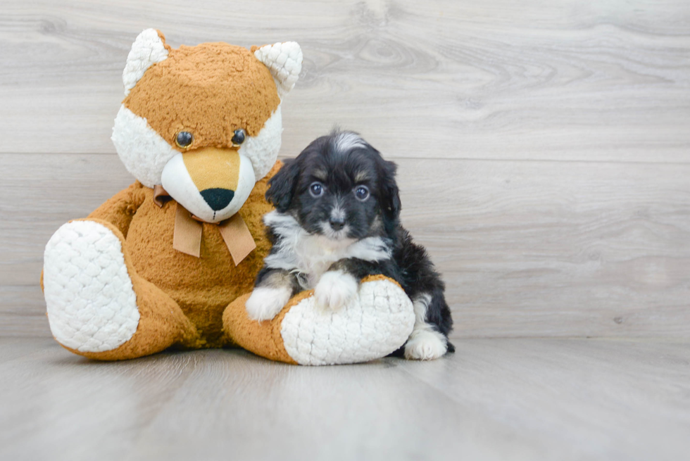 Best Mini Aussiedoodle Baby