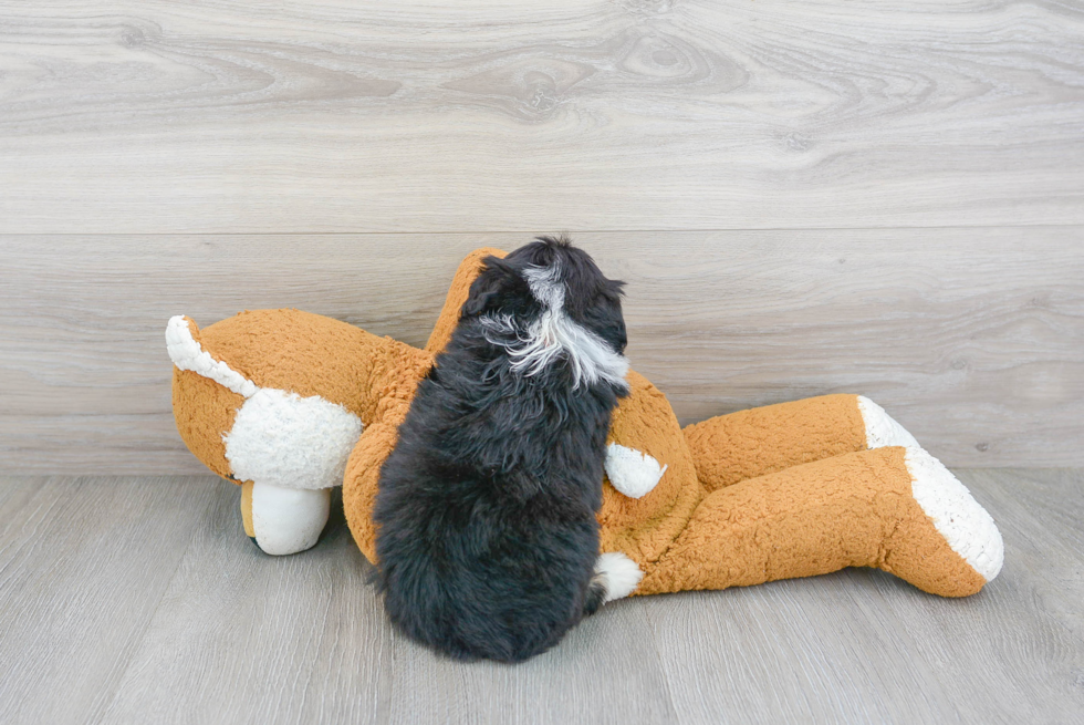 Happy Mini Aussiedoodle Baby