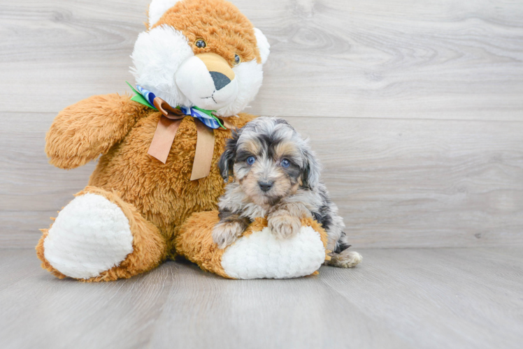 Mini Aussiedoodle Puppy for Adoption