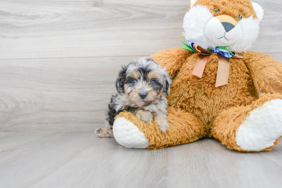 Mini Aussiedoodle Puppy for Adoption