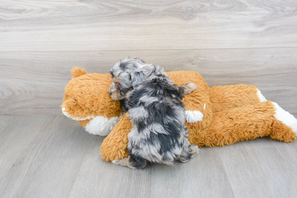 Mini Aussiedoodle Pup Being Cute