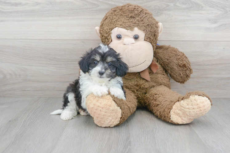 Cute Mini Aussiedoodle Baby
