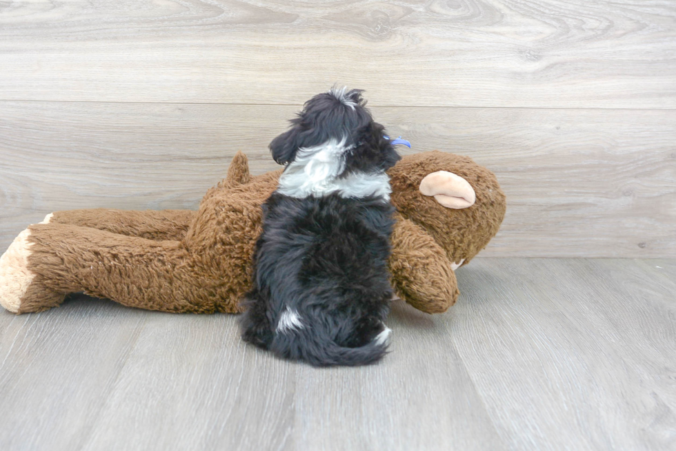 Cute Aussiepoo Poodle Mix Puppy