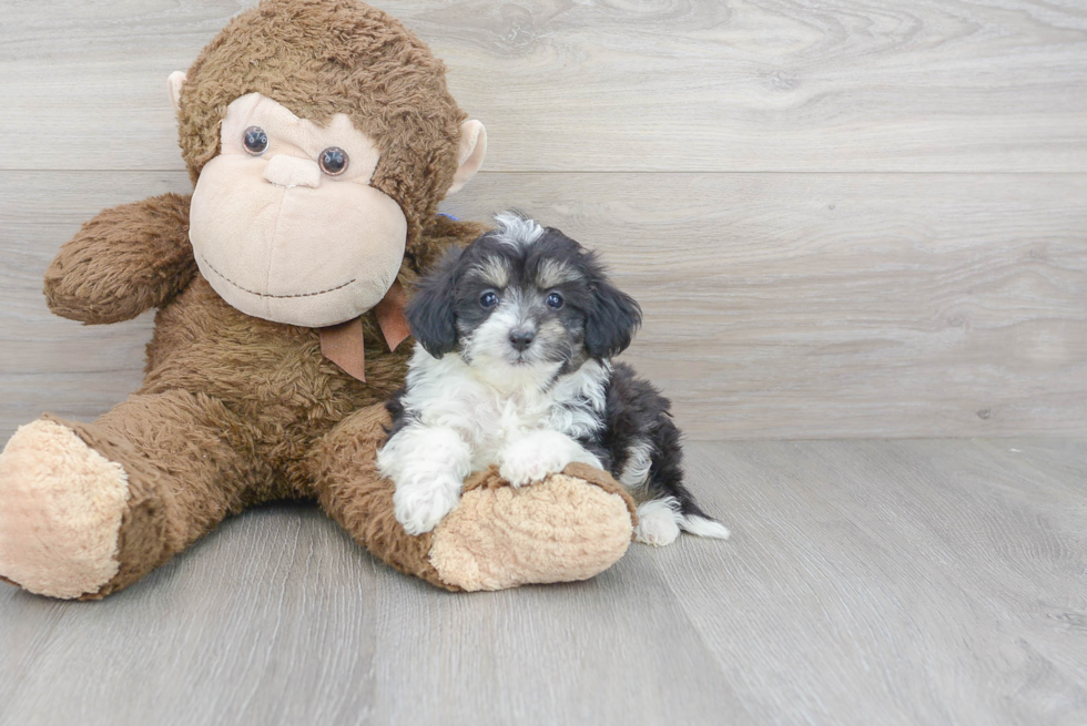 Mini Aussiedoodle Pup Being Cute