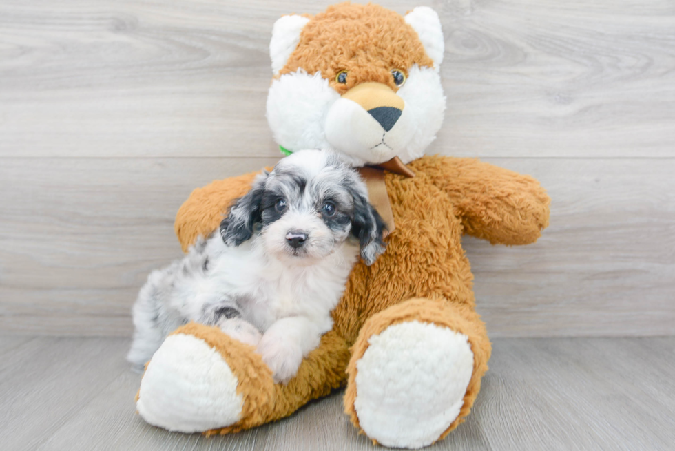 Popular Mini Aussiedoodle Poodle Mix Pup