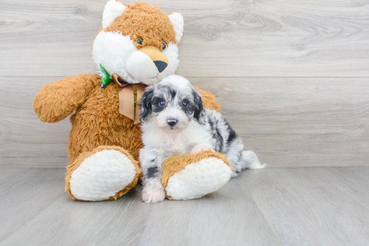 Little Aussiepoo Poodle Mix Puppy