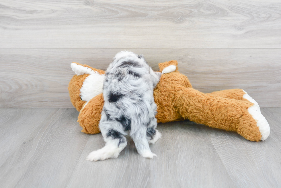 Energetic Aussiepoo Poodle Mix Puppy