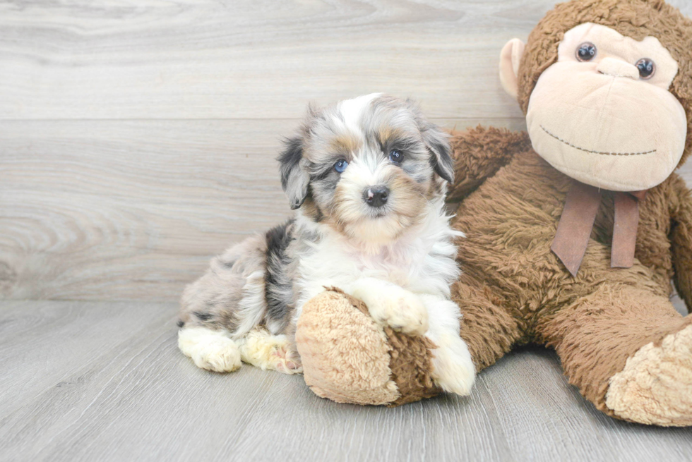 Sweet Mini Aussiedoodle Baby