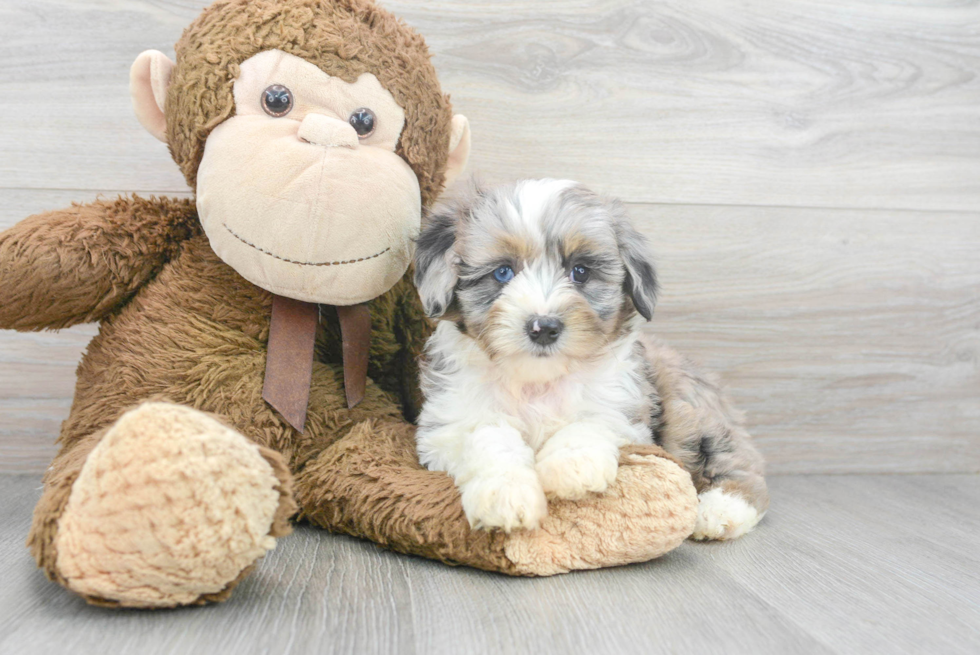 Sweet Mini Aussiedoodle Baby