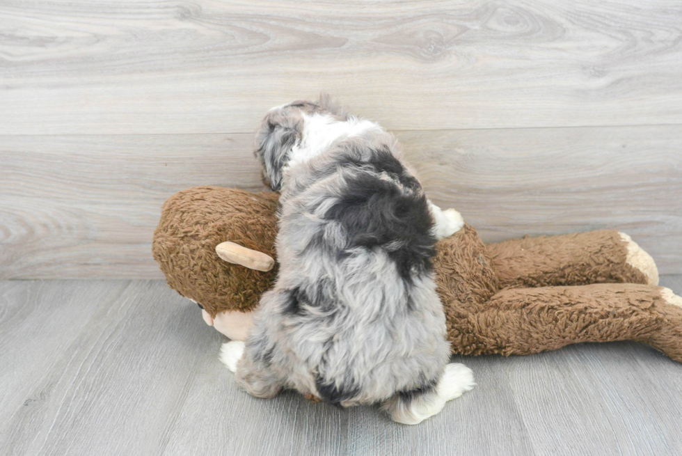 Mini Aussiedoodle Puppy for Adoption