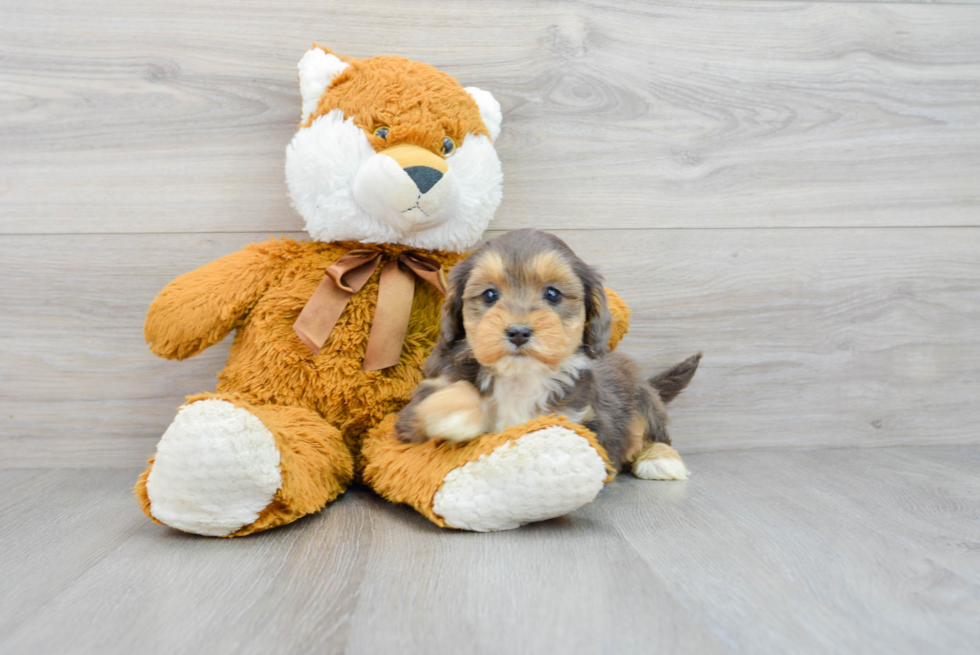 Mini Aussiedoodle Pup Being Cute