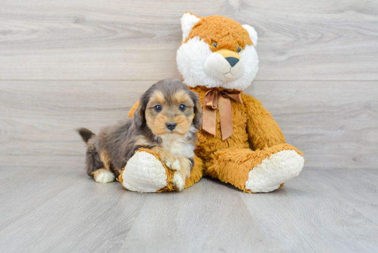 Best Mini Aussiedoodle Baby