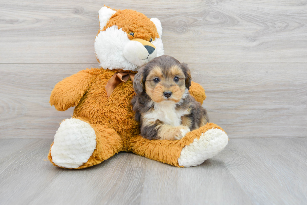 Petite Mini Aussiedoodle Poodle Mix Pup