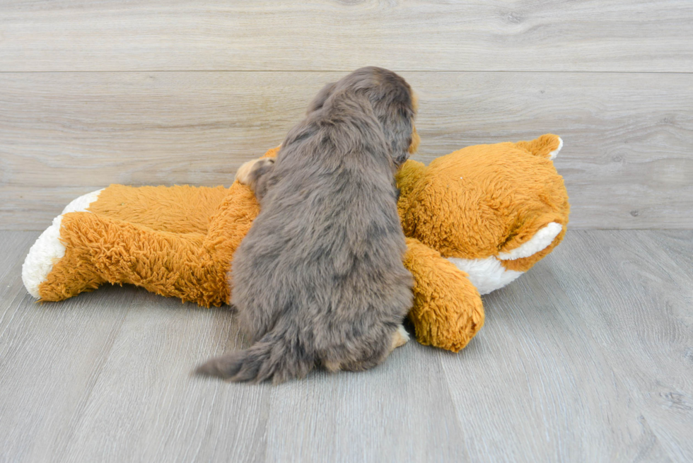 Best Mini Aussiedoodle Baby