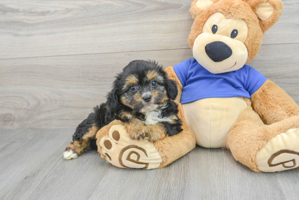 Small Mini Aussiedoodle Baby