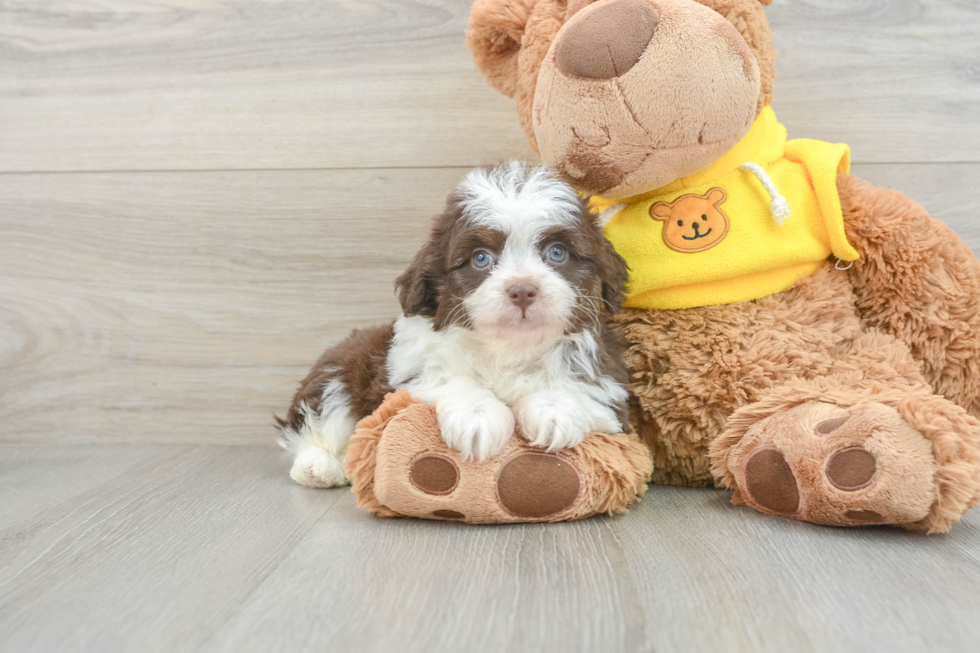 Cute Mini Aussiedoodle Baby