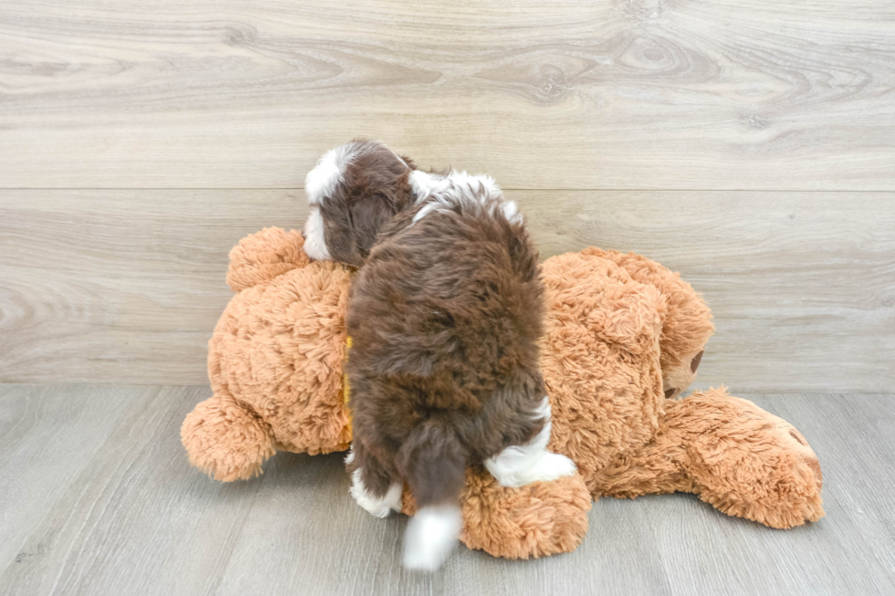 Mini Aussiedoodle Puppy for Adoption