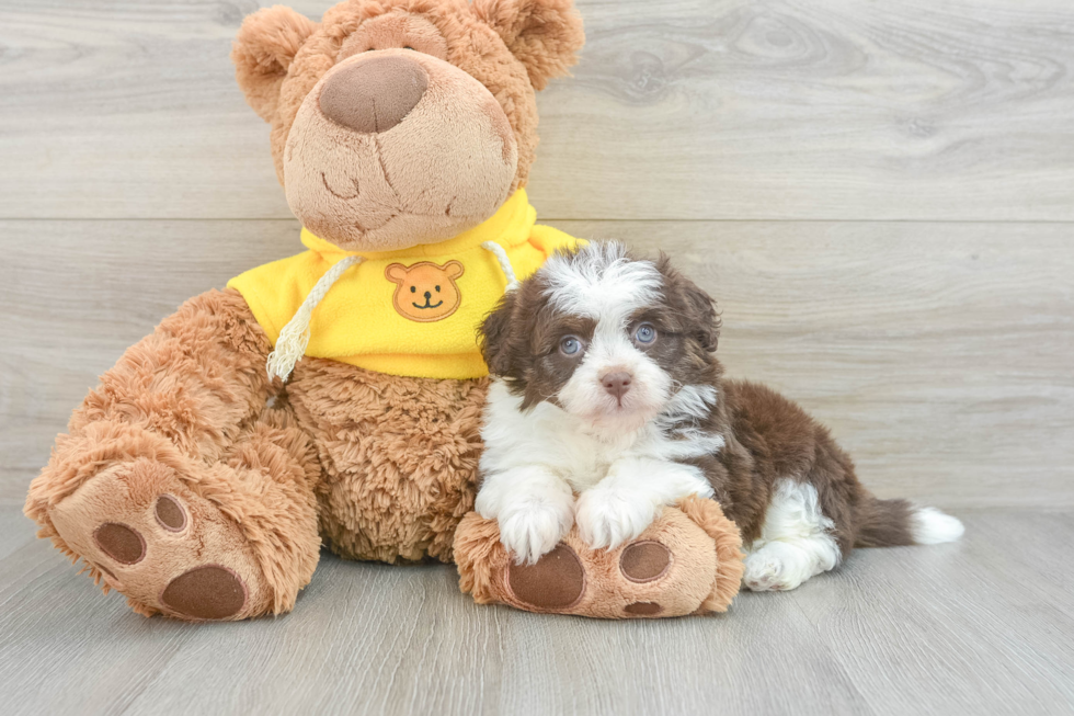 Happy Mini Aussiedoodle Baby