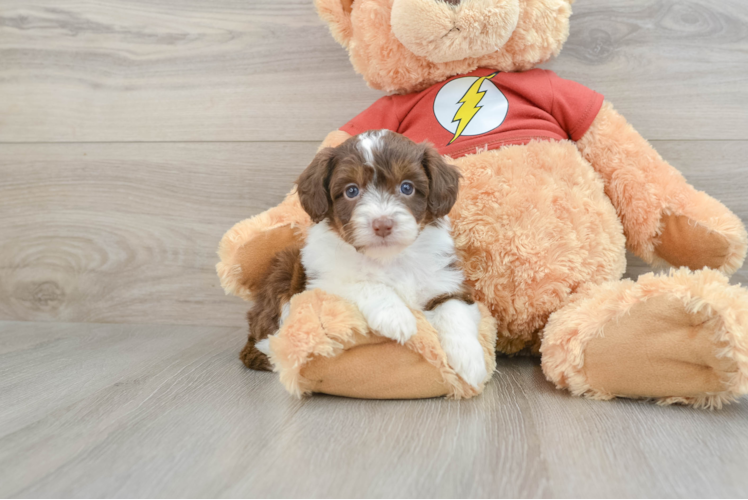 Mini Aussiedoodle Puppy for Adoption