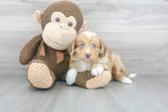 Funny Mini Aussiedoodle Poodle Mix Pup