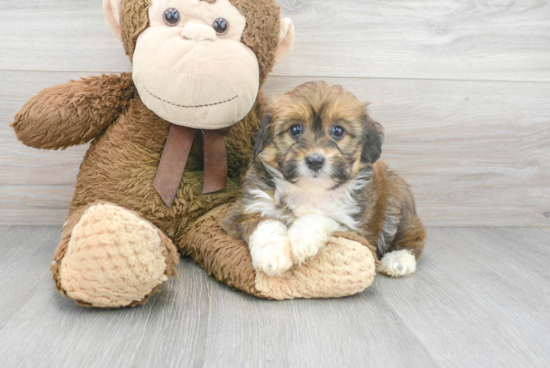 Mini Aussiedoodle Puppy for Adoption