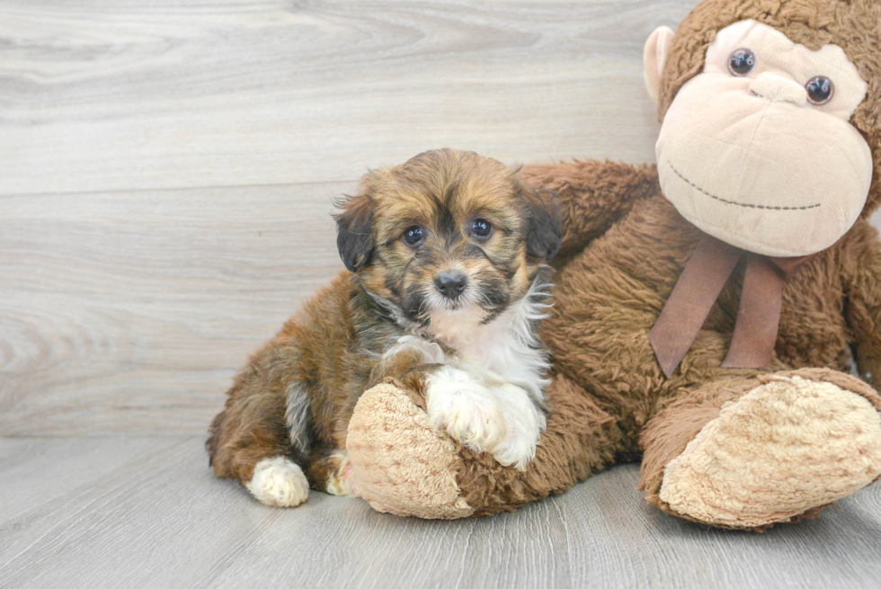 Smart Mini Aussiedoodle Poodle Mix Pup