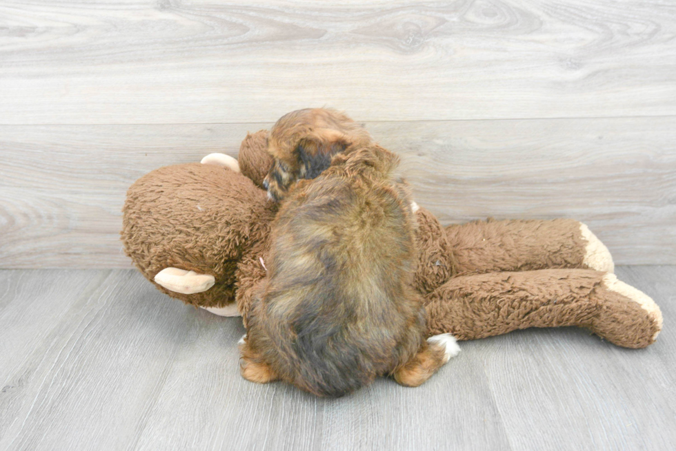 Happy Mini Aussiedoodle Baby