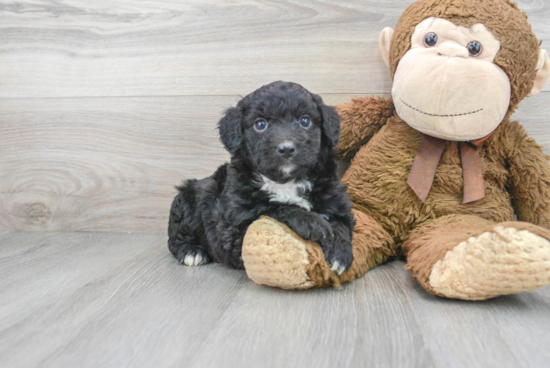 Mini Aussiedoodle Puppy for Adoption