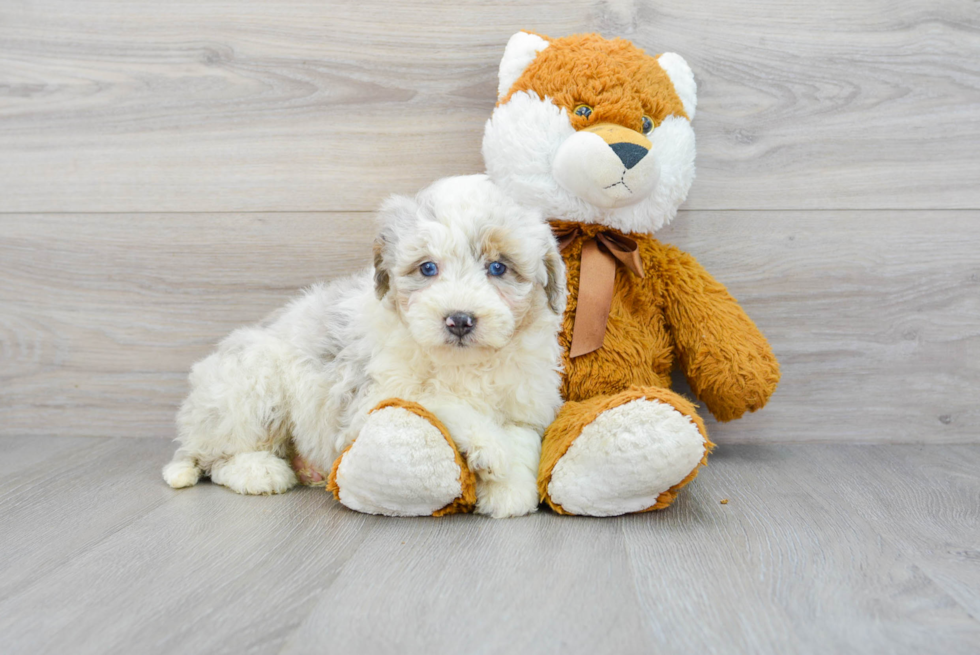 Happy Mini Aussiedoodle Baby