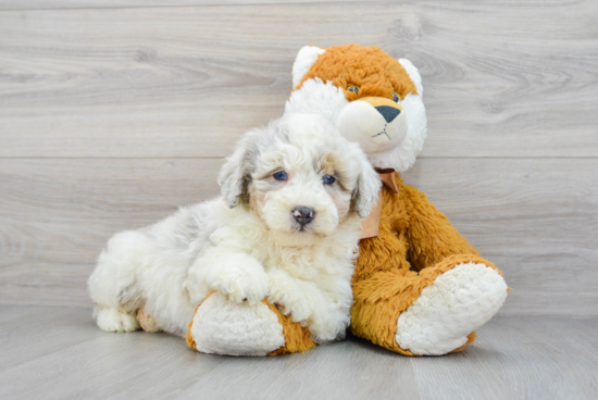 Best Mini Aussiedoodle Baby