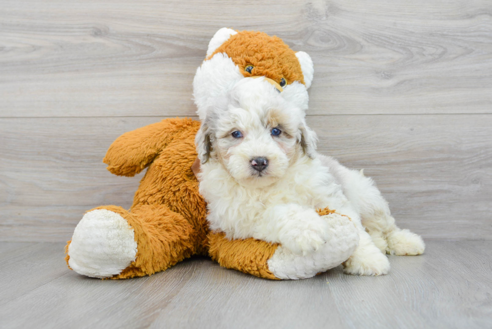 Mini Aussiedoodle Puppy for Adoption