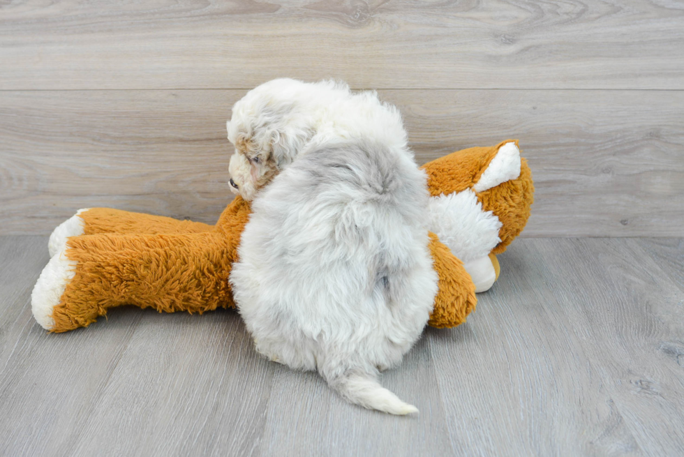 Smart Mini Aussiedoodle Poodle Mix Pup