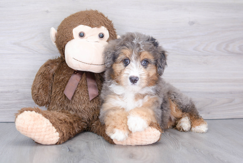 Fluffy Mini Aussiedoodle Poodle Mix Pup