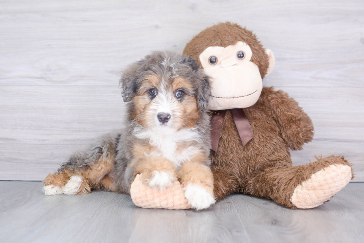 Mini Aussiedoodle Puppy for Adoption