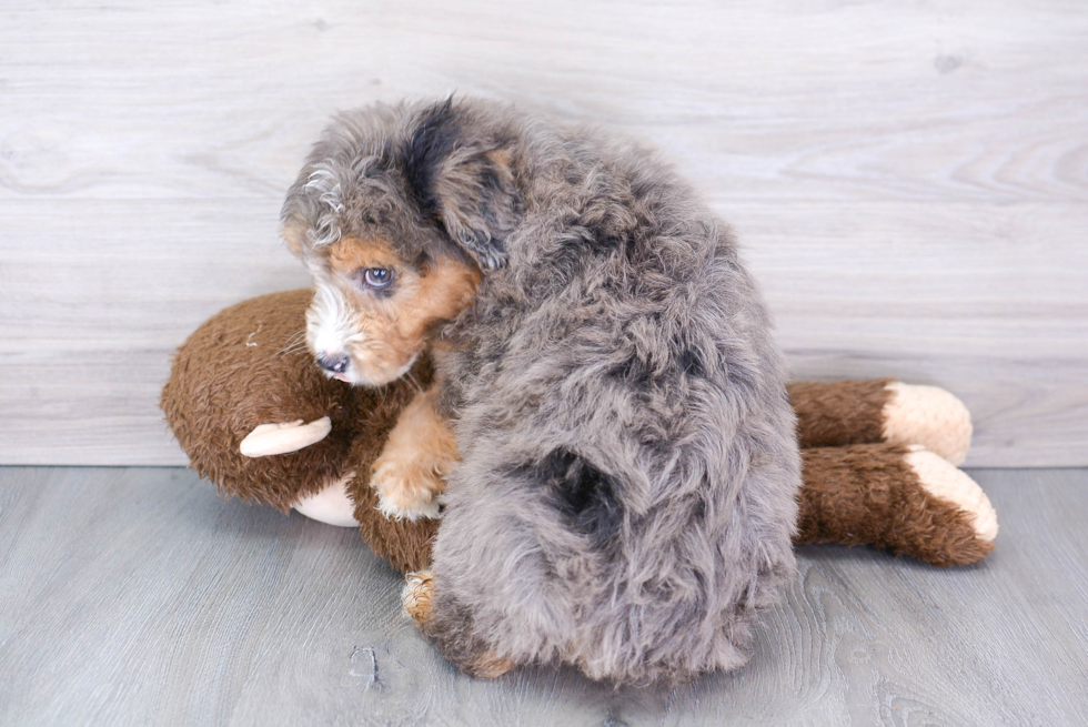 Mini Aussiedoodle Puppy for Adoption