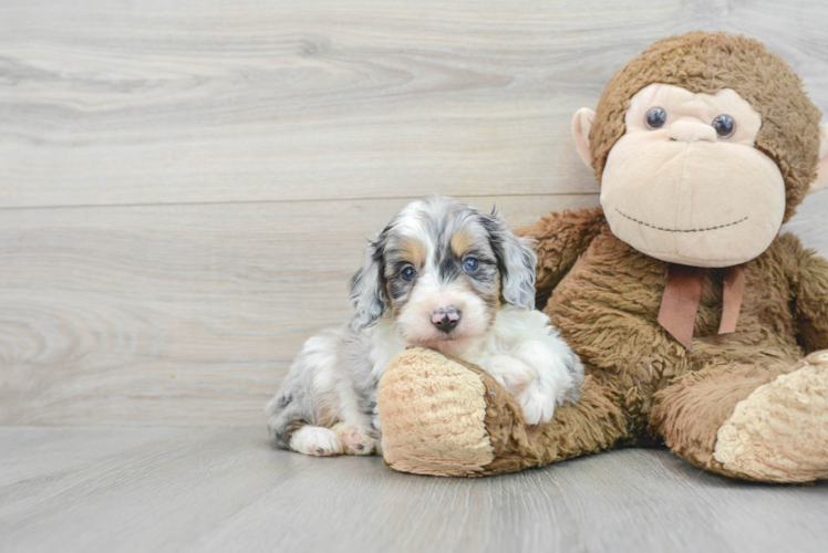 Smart Mini Aussiedoodle Poodle Mix Pup