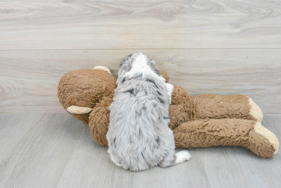 Mini Aussiedoodle Pup Being Cute