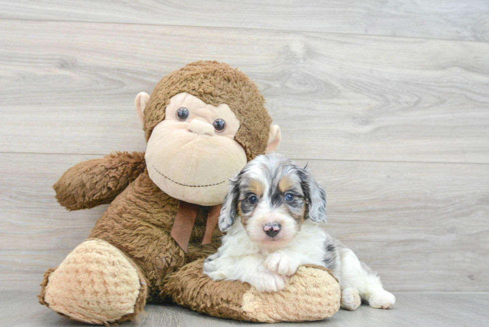 Mini Aussiedoodle Pup Being Cute