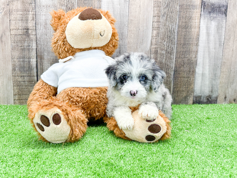 Best Mini Aussiedoodle Baby