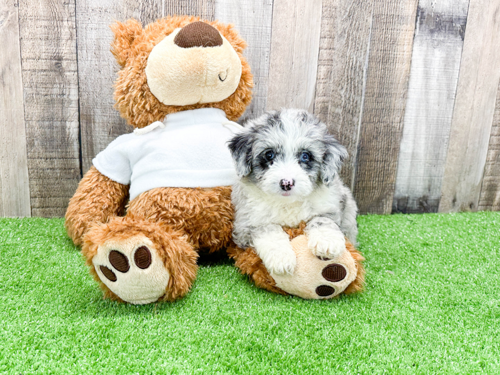 Friendly Mini Aussiedoodle Baby