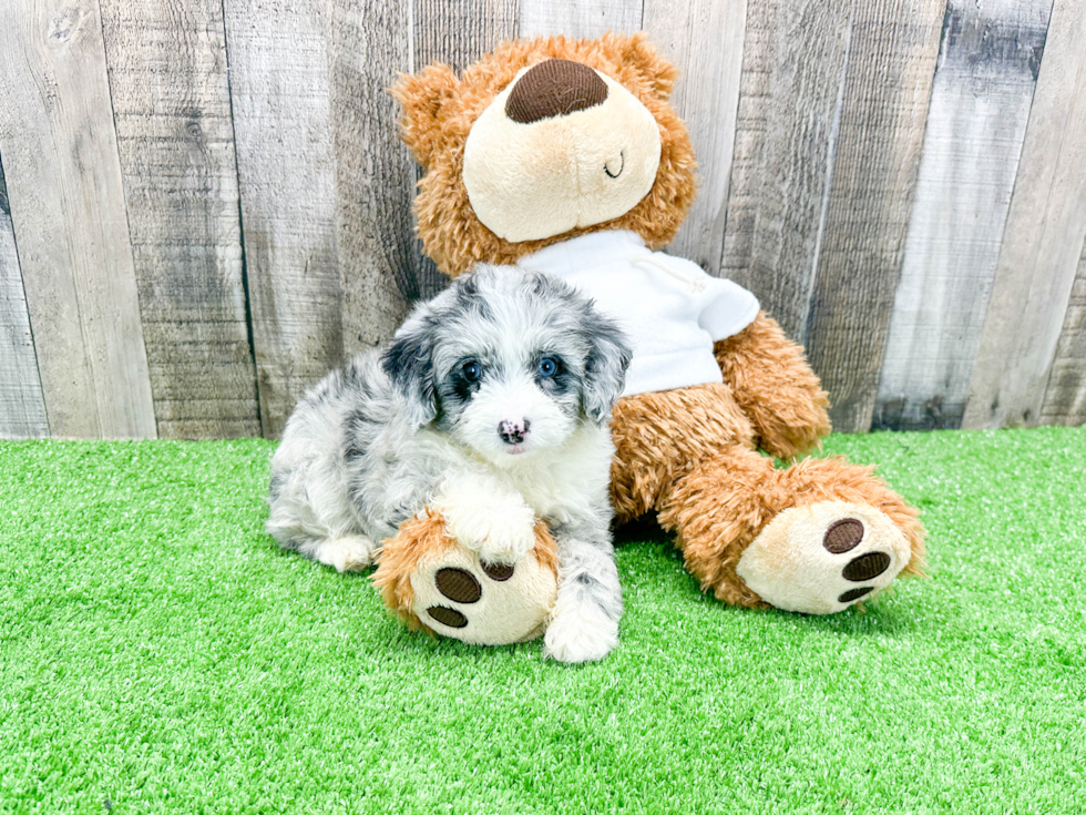 Mini Aussiedoodle Pup Being Cute