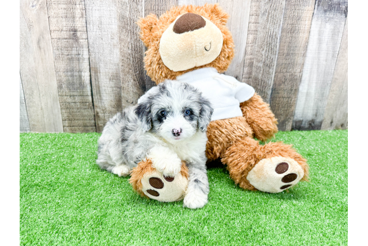 Mini Aussiedoodle Pup Being Cute