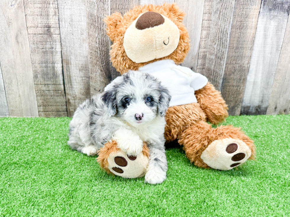 Mini Aussiedoodle Pup Being Cute