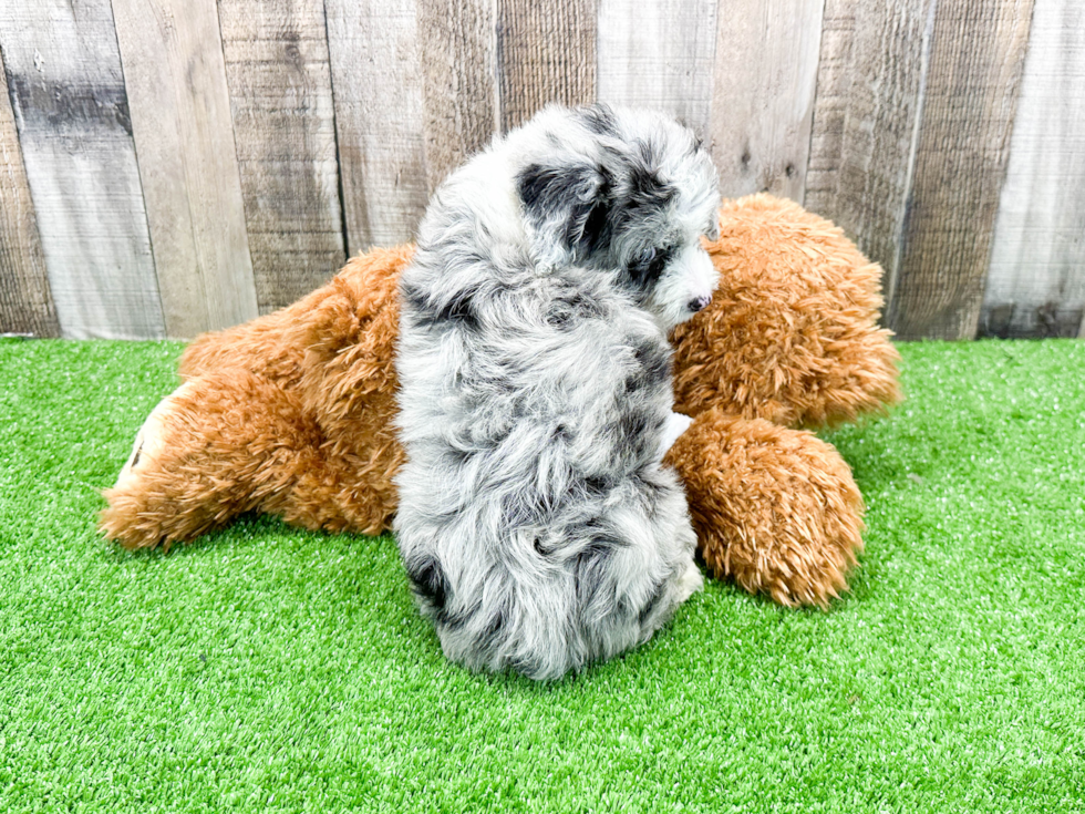 Mini Aussiedoodle Pup Being Cute