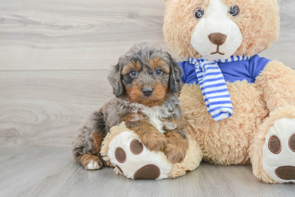 Best Mini Aussiedoodle Baby