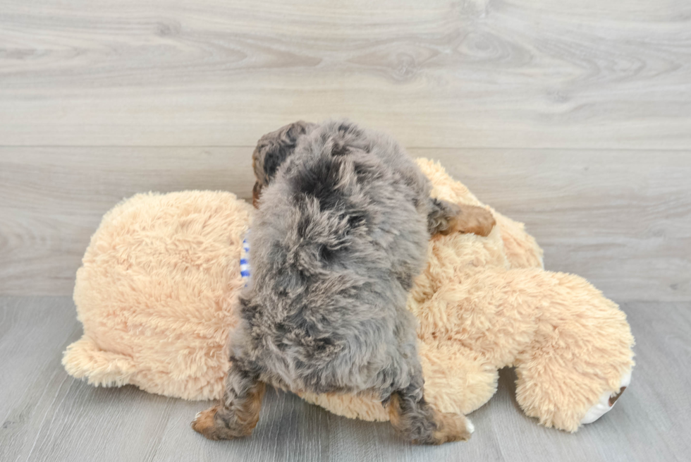 Mini Aussiedoodle Pup Being Cute