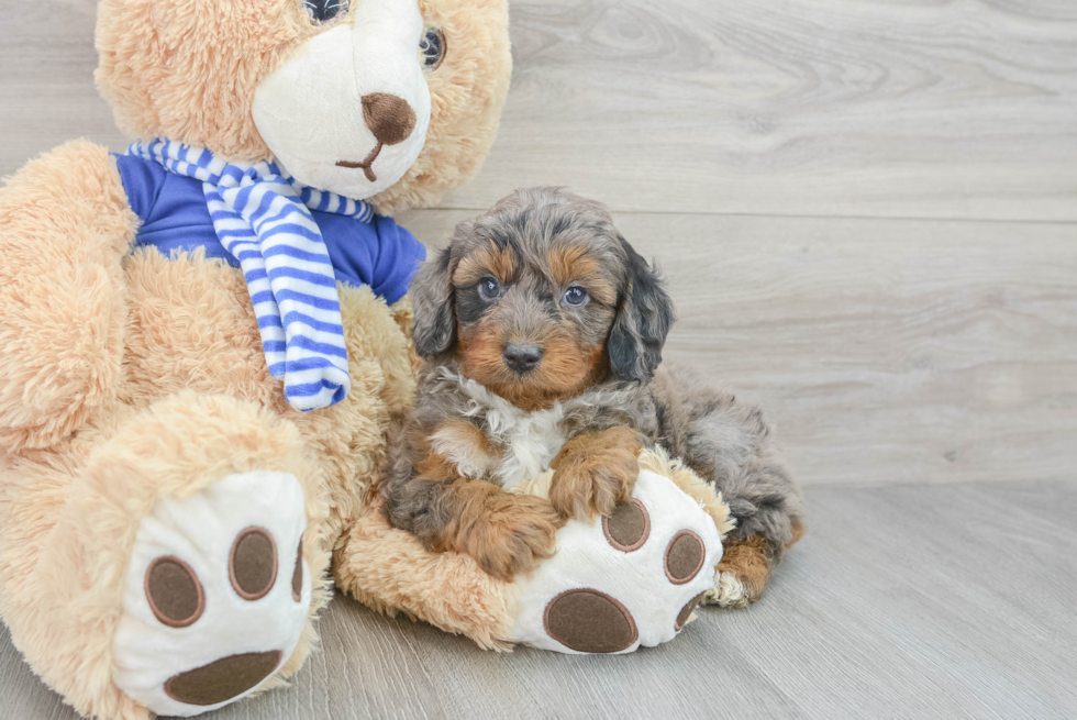 Best Mini Aussiedoodle Baby